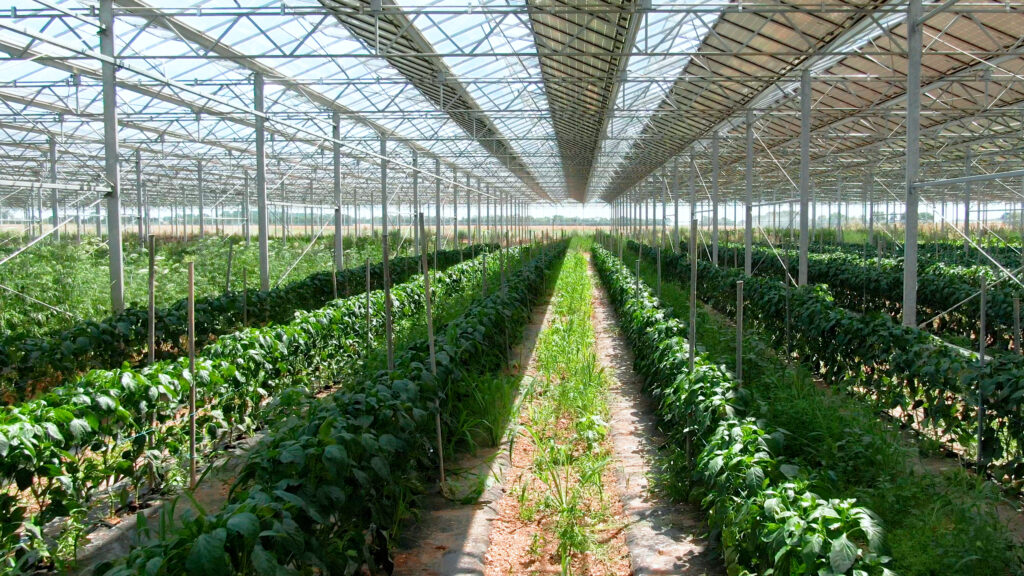 Serre photovoltaïque spacieuse avec des rangées de plantes bien entretenues