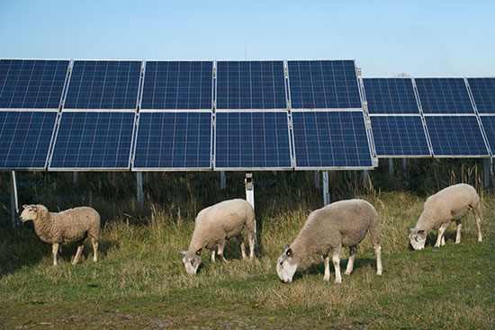 brebis sous structures photovoltaiques