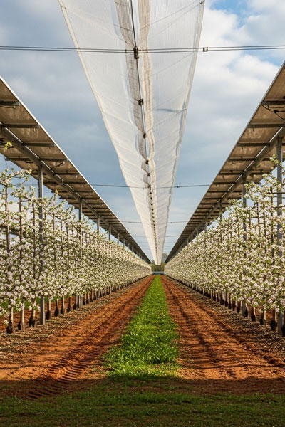 pommiers sous panneaux solaires agrivoltaisme