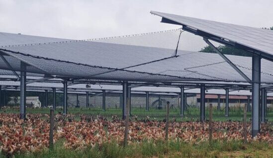 confirmation des bénéfices des volières photovoltaïques pour l'élevage avicole