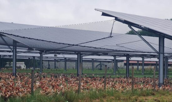 confirmation des bénéfices des volières photovoltaïques pour l'élevage avicole