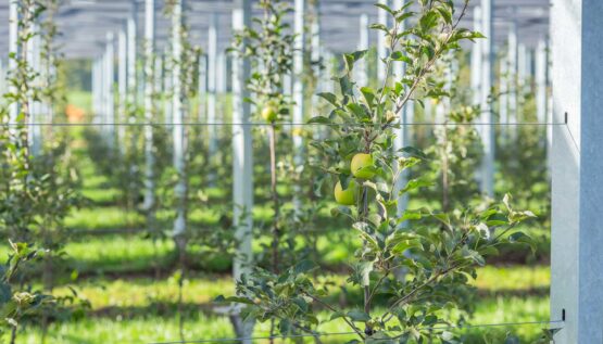 panneaux solaires pour protéger les vergers