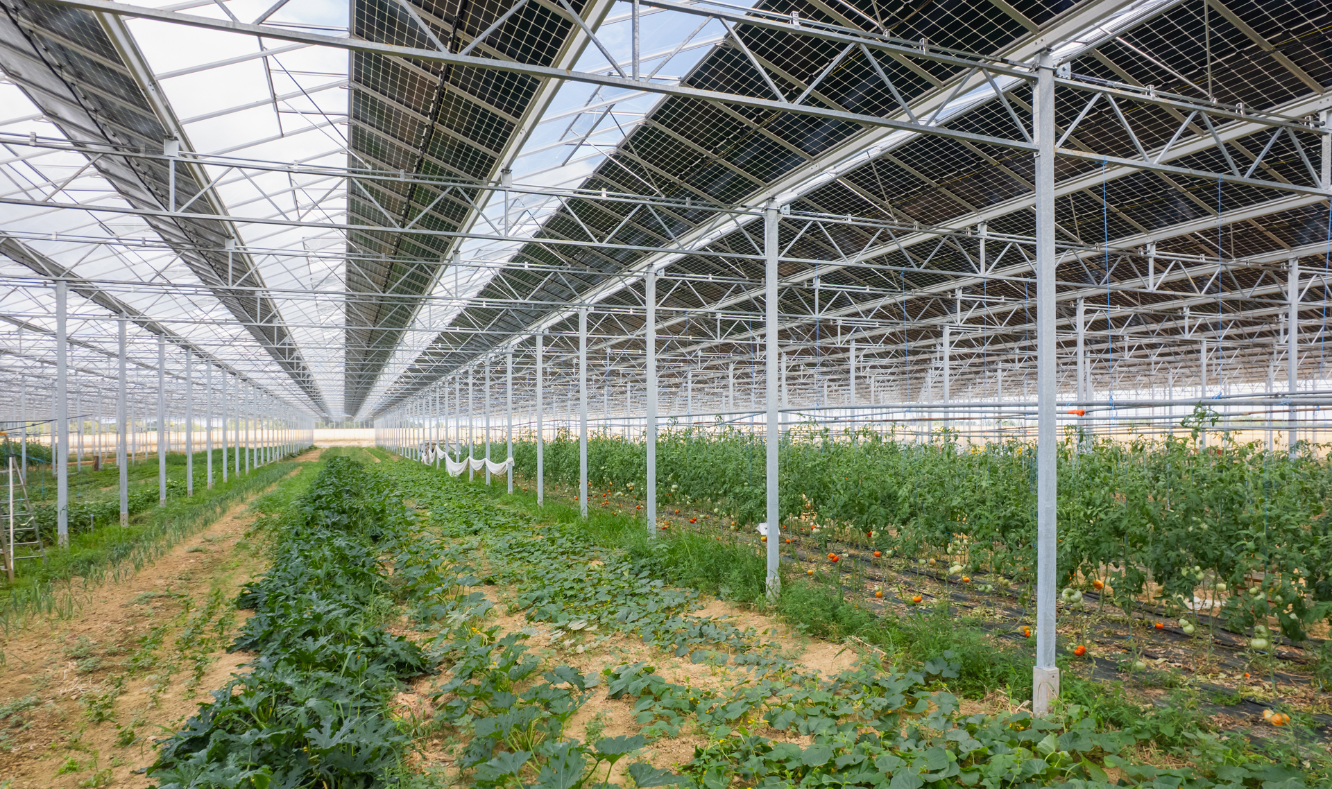 serre photovoltaique très lumineuse avec cultures maraicheres : tomates, courgettes...