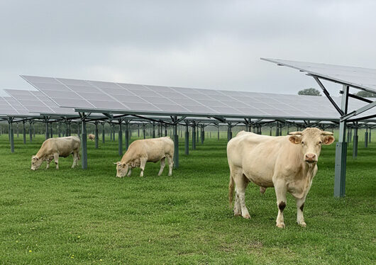 parc agrivoltaique pour bovin